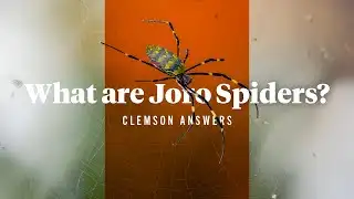 Joro spider | And are they poisonous?