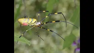 Joro Spider News Alert 1