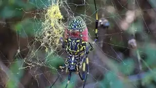 Joro spiders continue spreading across southeastern U.S. and beyond