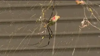 Joro spiders spreading across metro Atlanta
