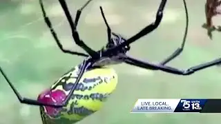 Joro spiders spreading fast in southeast and populated cities