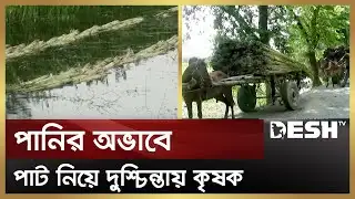পানির অভাবে পাট নিয়ে দুশ্চিন্তায় কৃষক |  Jute | Gopalganj | Desh TV News