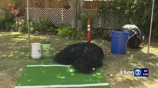 Kailua backyard batting cage forced to close