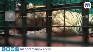 കാളികാവിലെ നരഭോജി കടുവയെ പുത്തൂരിലെ വന്യജീവി സംരക്ഷണ ഗവേഷണ കേന്ദ്രത്തിലെത്തിച്ചു | Kalikavu tiger