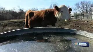 Kansas ranchers take steps to protect livestock from cold snap