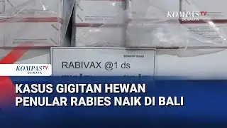 Kasus Gigitan Hewan Penular Rabies Naik