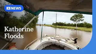 Katherine River reaches highest level in five years, with more rain forecast | ABC NEWS
