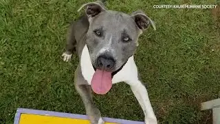 Kauai Humane Society getting record breaking adoptions