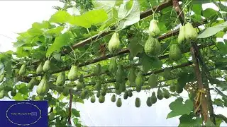 জর্দার ব্যবসায়ী কর দিচ্ছেন বছরে ৫০ কোটি টাকা  Kaus Mia Bio