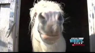 KEEPING FARM ANIMALS SAFE IN THE WINTER