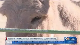 Keeping farm animals warm during cold fronts
