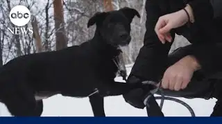 Keeping pets safe from the cold