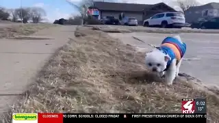 Keeping pets safe in below zero temperatures