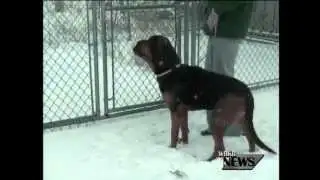 Keeping Pets Safe This Winter