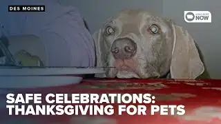 Keeping pets safe though Thanksgiving celebrations