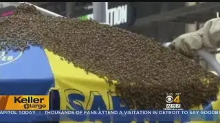 Keller @ Large: Bees And Animals Have the Upper Hand On Us