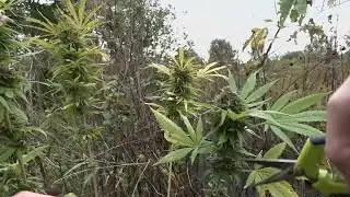 Kentucky lawmakers work to decriminalize marijuana before push to make recreational use legal