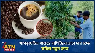 খাগড়াছড়ির পাহাড়ে বাণিজ্যিকভাবে চাষ হচ্ছে কফির নতুন জাত | Khagrachari | Coffee | ATN News