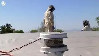 Killer bees overtake house in El Paso, Texas