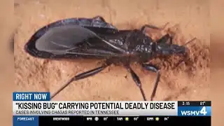 "Kissing bug" carrying potential deadly disease
