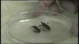 Kissing bug linked to Chagas disease