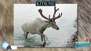 Kitsune 🐶🐾 Everything Dogs 🐾🐶