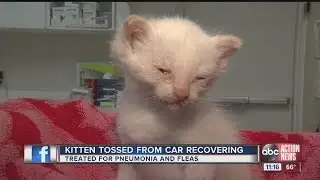Kitten recovering after being tossed from car
