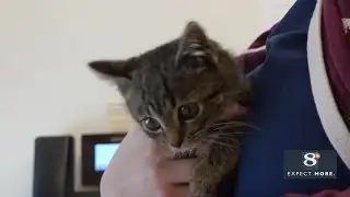 Kitten rescued from Christmas tree
