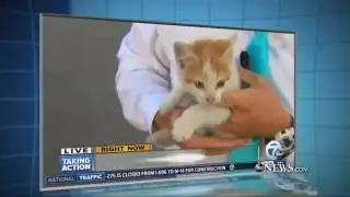 Kitten Rescued on Live TV