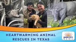 Kitten Saved From Car Engine, Firefighters Rescue Cat From Tree