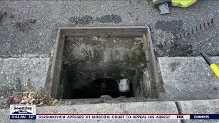 Kittens rescued from Marysville storm drain