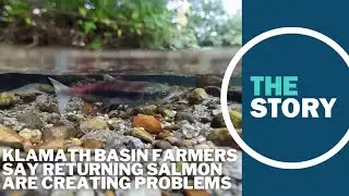 Klamath basin irrigation managers say return of salmon has brought new challenges
