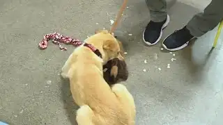 Kohr Explores: Take a dog for a walk at Oregon Dog Rescue