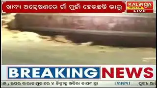 କୁନ୍ଦୁରା ଅଞ୍ଚଳରେ ଭାଲୁ ଆତଙ୍କ,ଖାଦ୍ୟ ଅନ୍ମ୍ୱେଶଣରେ ଗାଁ ମୁହାଁ ଜଙ୍ଗଲୀ ଭାଲୁ #kundura@Journalist_Beer_kishor 