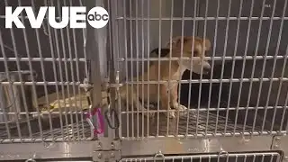 Kyle, Buda and Hays County partner to create new animal shelter