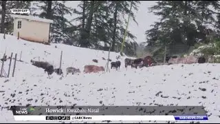 KZN Midlands | Snowstorm leaves farming sector devastated