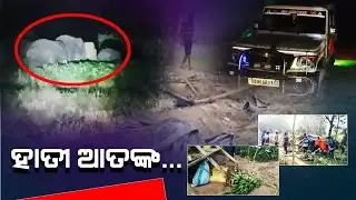 ଖାଦ୍ୟ ଅଭାବରୁ ଜଙ୍ଗଲୀ ହାତୀ ପଲ ଏବେ ଗାଁ ମୁହାଁ l