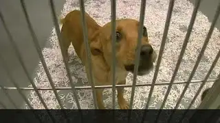 LA SPCA Give NOLA Day