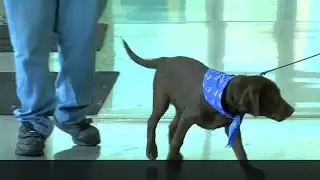 LA SPCA Giving Tuesday