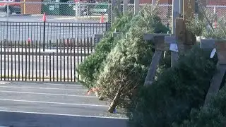 Lafayette Noon Optimist holding Christmas Tree Sale