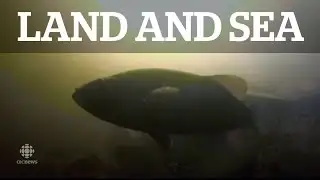 Land & Sea: Saving Atlantic whitefish from extinction