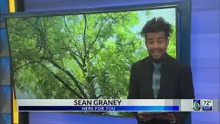 Lansing man begs for help to save his cat, stuck up tree for four days