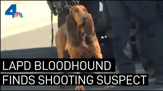 LAPD Bloodhound Tracks Down Suspect in CHP Shooting | NBCLA