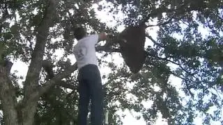 Large bee hive removed from parking lot tree