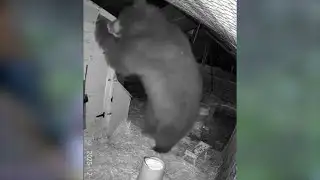 Large black bear causes calamity in Coarsegold