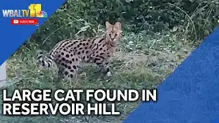 Large cat found in Reservoir Hill area