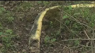 Large snake found dead in Hubbard woods
