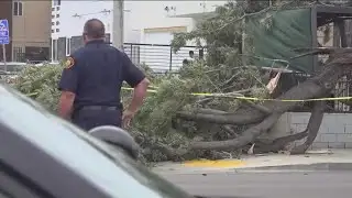 Large tree branch falls, kills man in San Diego during high winds