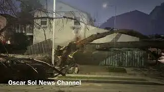 Large Tree Falls on Top of 4 Vehicles-Pacoima