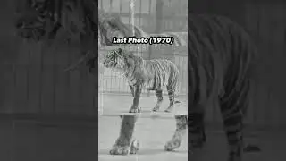 Last Photos of Extinct Animals